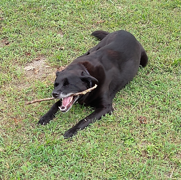 Meet your Posher, Sarah - Picture 3 of 4